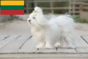 Read more about the article Litvanya’daki Malta yetiştiricileri ve köpek yavruları