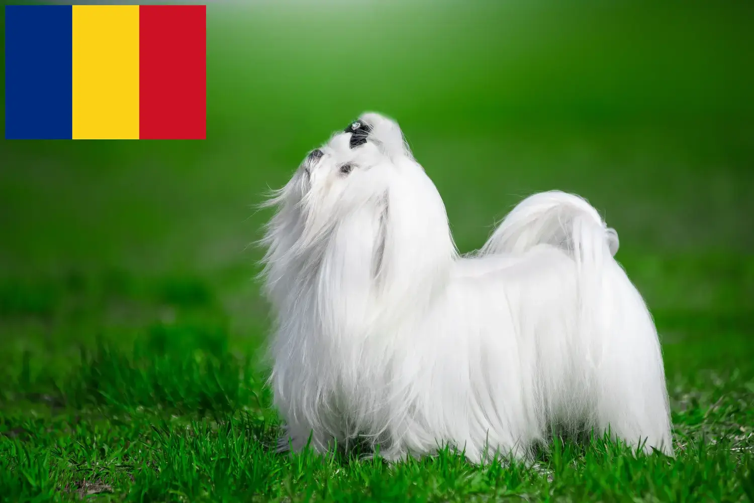 Read more about the article Romanya’daki Malta yetiştiricileri ve köpek yavruları