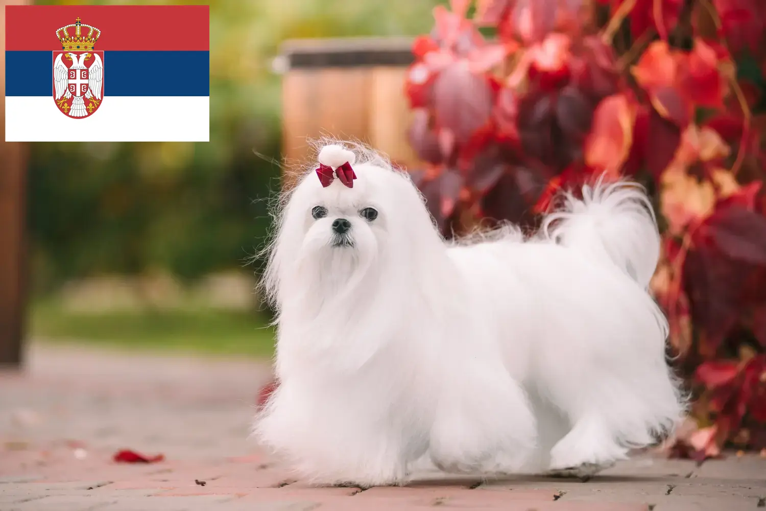 Read more about the article Sırbistan’daki Malta yetiştiricileri ve köpek yavruları