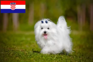 Read more about the article Hırvatistan’daki Malta yetiştiricileri ve köpek yavruları