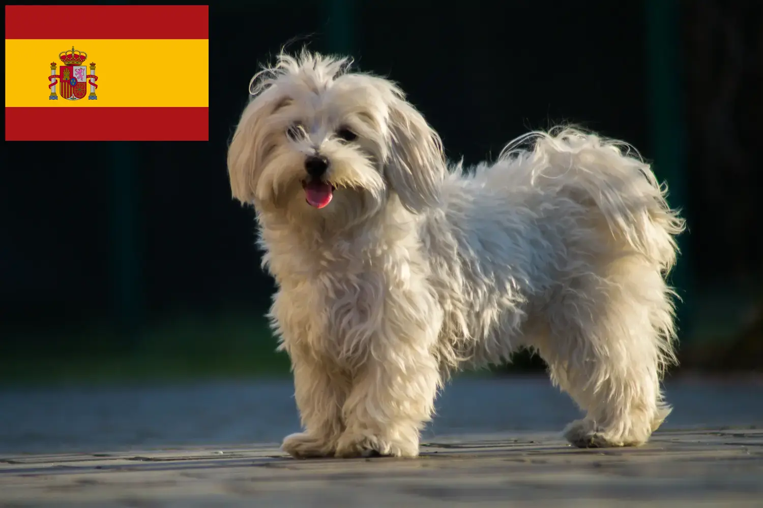 Read more about the article İspanya’daki Malta yetiştiricileri ve köpek yavruları