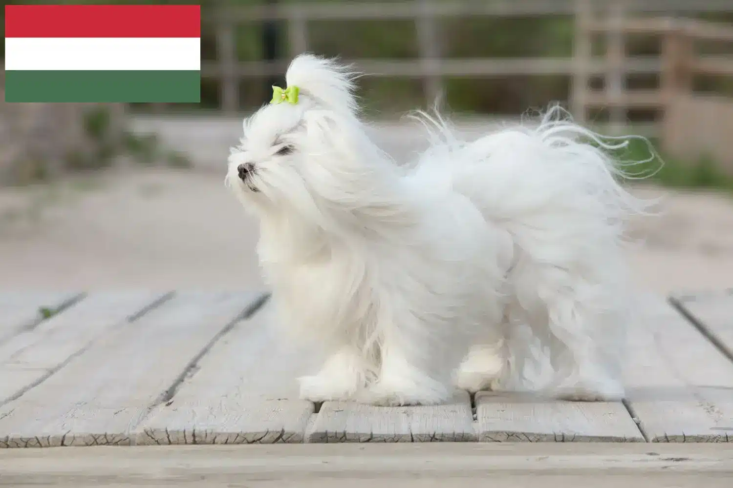 Read more about the article Macaristan’daki Malta yetiştiricileri ve köpek yavruları