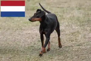 Read more about the article Hollanda’da Manchester Terrier yetiştiricileri ve köpek yavruları