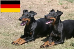 Read more about the article Almanya’da Manchester Terrier yetiştiricileri ve köpek yavruları