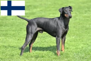 Read more about the article Finlandiya’da Manchester Terrier yetiştiricileri ve köpek yavruları