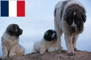 Read more about the article Fransa’da Mastín del Pirineo yetiştiricileri ve köpek yavruları