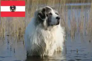 Read more about the article Avusturya’da Mastín del Pirineo yetiştiricileri ve köpek yavruları