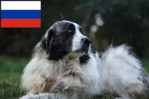 Read more about the article Rusya’daki Mastín del Pirineo yetiştiricileri ve köpek yavruları