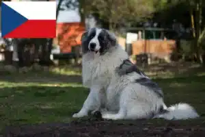 Read more about the article Çek Cumhuriyeti’ndeki Mastín del Pirineo yetiştiricileri ve köpek yavruları