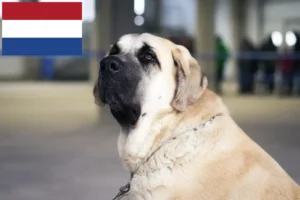 Read more about the article Hollanda’da Mastín Español yetiştiricileri ve köpek yavruları