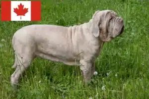 Read more about the article Kanada’da Mastino Napoletano yetiştiricileri ve köpek yavruları