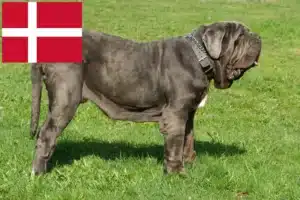 Read more about the article Danimarka’da Mastino Napoletano yetiştiricileri ve köpek yavruları