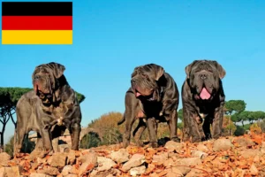 Read more about the article Almanya’da Mastino Napoletano yetiştiricileri ve köpek yavruları