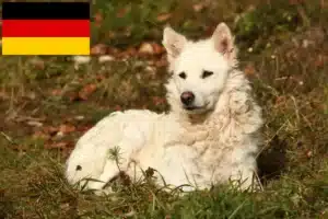 Read more about the article Almanya’da Mudi yetiştiricileri ve köpek yavruları