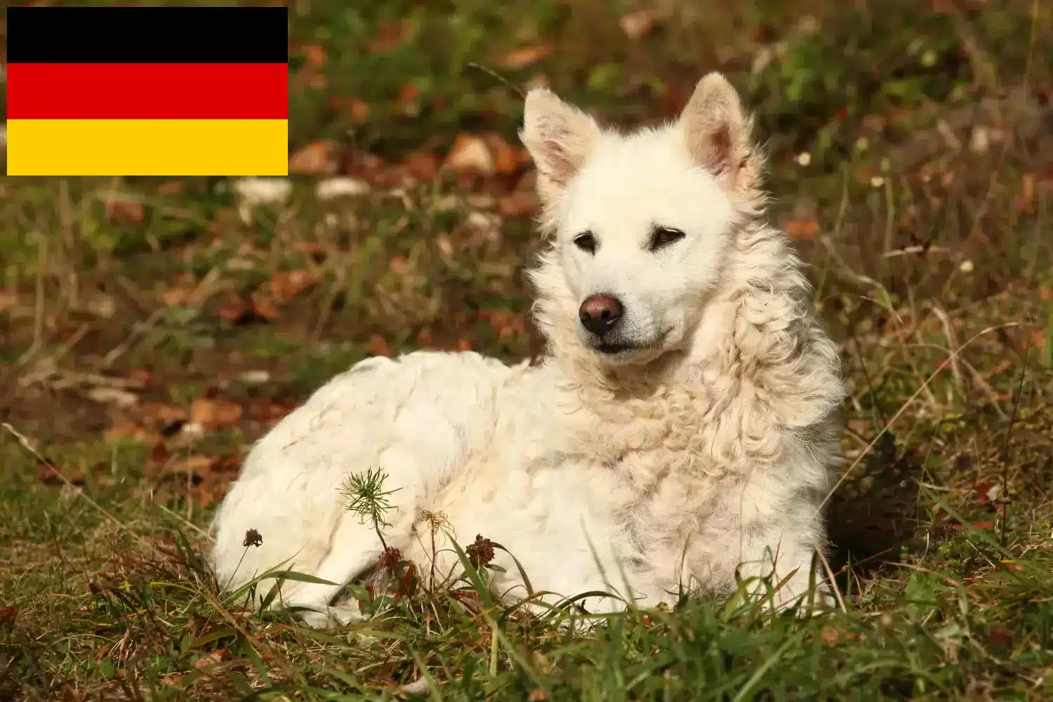 Read more about the article Almanya’da Mudi yetiştiricileri ve köpek yavruları