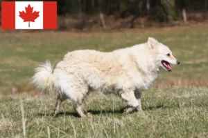 Read more about the article Kanada’da Mudi yetiştiricileri ve köpek yavruları