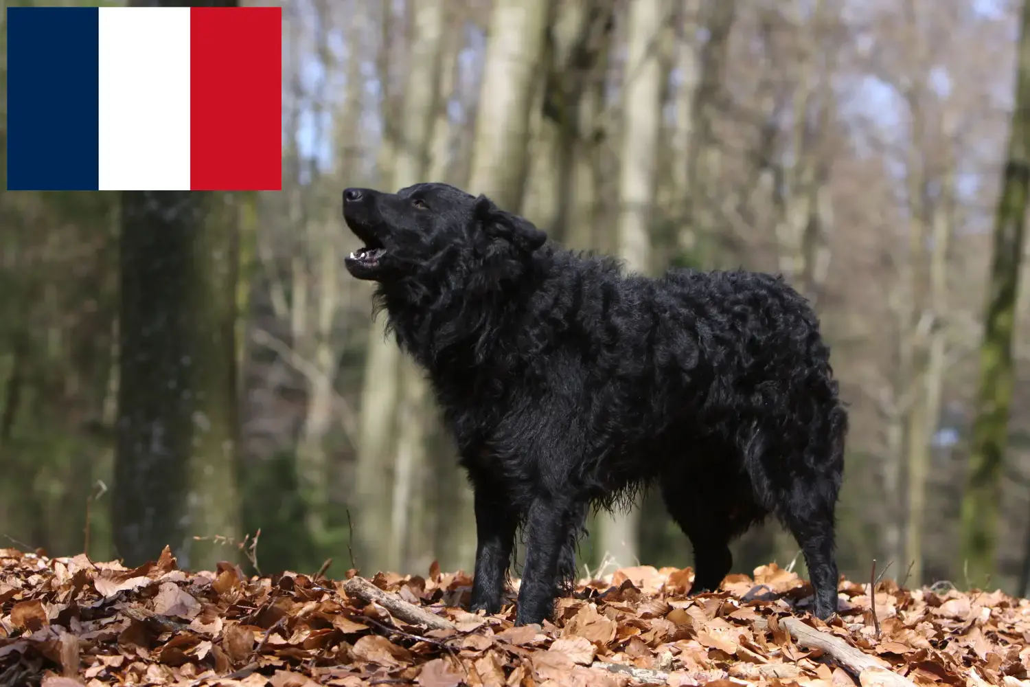 Read more about the article Fransa’da Mudi yetiştiricileri ve köpek yavruları