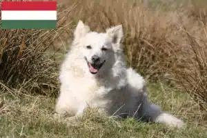 Read more about the article Macaristan’da Mudi yetiştiricileri ve köpek yavruları