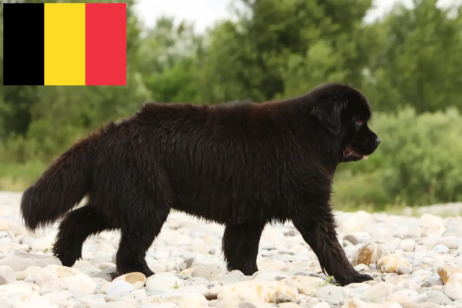 Newfoundland yavruları ve yetiştiricileri Belçika Burada Belçika'daki Newfoundland yetiştiricilerini bulabilirsiniz.
