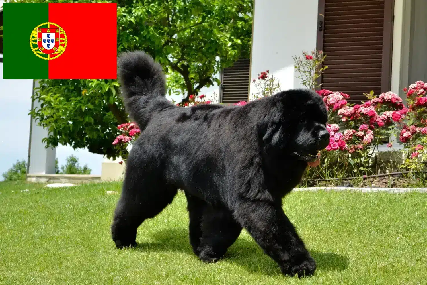 Newfoundland yavruları ve yetiştiricileri Portekiz Burada Portekiz'deki Newfoundland yetiştiricilerini bulabilirsiniz.
