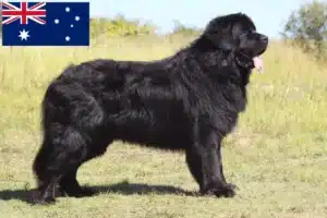 Read more about the article Avustralya’da Newfoundland yetiştiricileri ve yavru köpekler