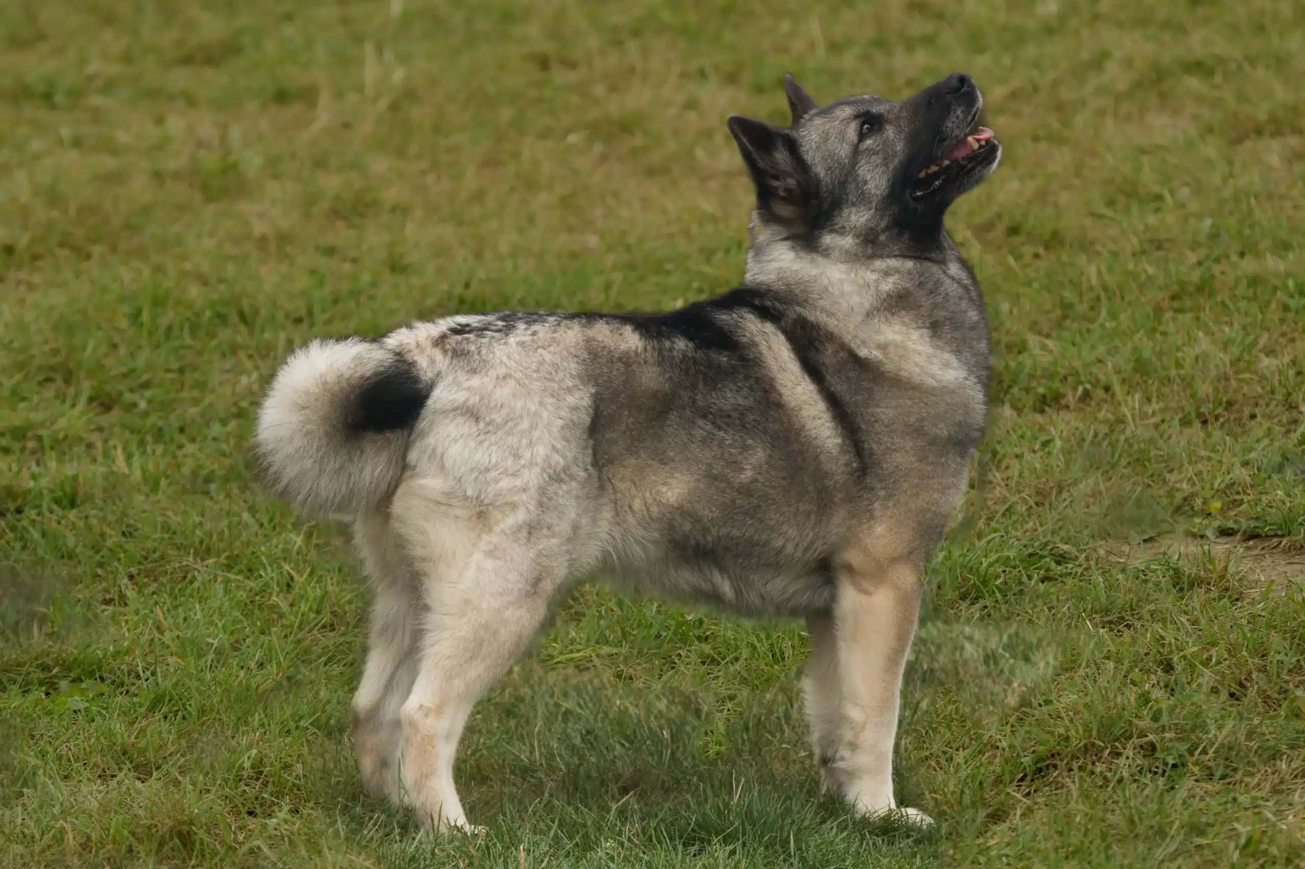 Read more about the article Norveç Buhund yetiştiricisi