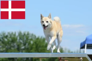 Read more about the article Danimarka’da Norveç Buhund yetiştiricisi ve yavruları