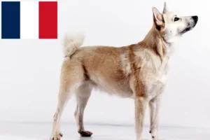 Read more about the article Fransa’da Norveç Buhund yetiştiricisi ve yavruları