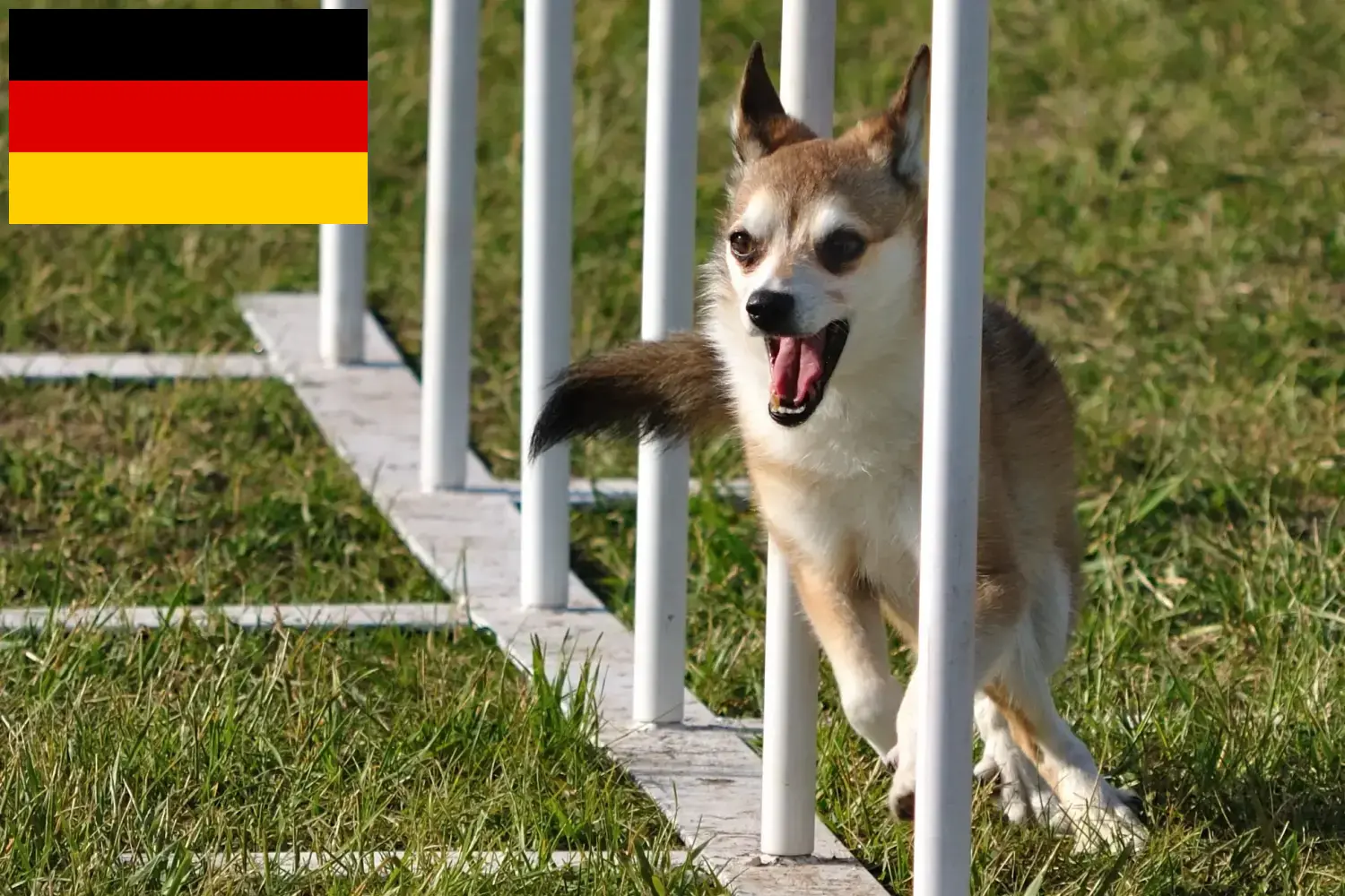 Read more about the article Almanya’da Norveç Lundehund yetiştiricileri ve yavru köpekler