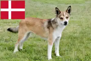 Read more about the article Danimarka’da Norveç Lundehund yetiştiricileri ve yavru köpekler