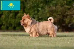 Read more about the article Kazakistan’da Norwich Terrier yetiştiricileri ve köpek yavruları