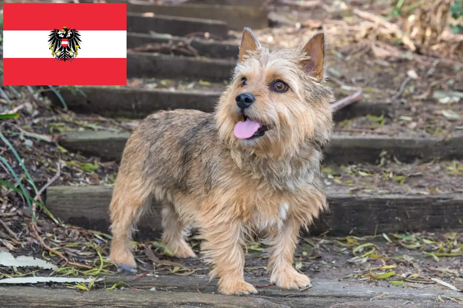 Norwich Terrier yavru köpek ve yetiştiricileri Avusturya Burada Avusturya'daki Norwich Terrier yetiştiricilerini bulabilirsiniz.
