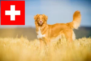 Read more about the article İsviçre’de Nova Scotia Duck Tolling Retriever yetiştiricileri ve köpek yavruları