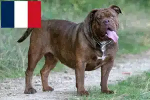 Read more about the article Fransa’da Olde English Bulldog yetiştiricileri ve köpek yavruları