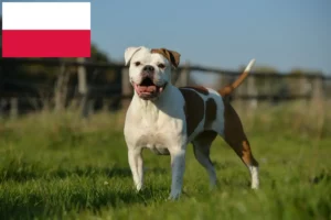Read more about the article Polonya’da Olde English Bulldog yetiştiricileri ve köpek yavruları
