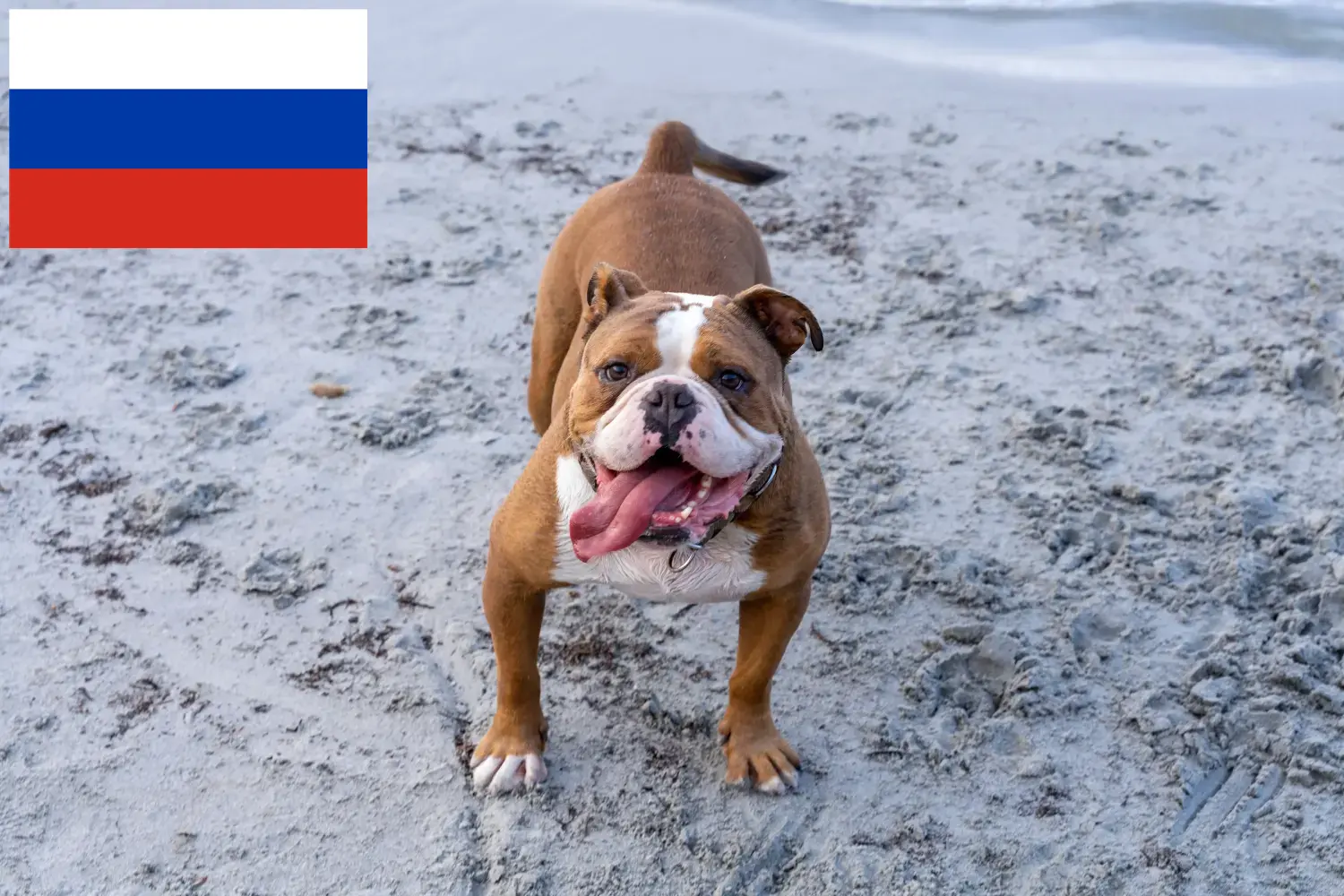 Eski İngiliz Bulldog yavruları ve yetiştiricileri Rusya Burada Rusya'daki Olde English Bulldog yetiştiricilerini bulabilirsiniz.