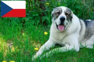 Read more about the article Çek Cumhuriyeti’nde Orta Asya Çoban Köpeği Yetiştiricisi ve Yavruları