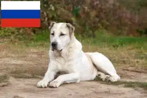 Read more about the article Rusya’da Orta Asya Çoban Köpeği Yetiştiricisi ve Yavruları