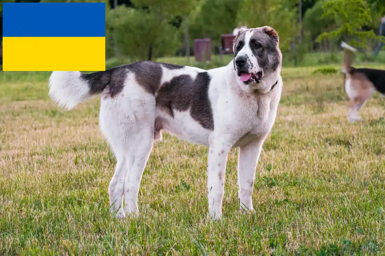 Orta Asya Çoban Köpeği yavruları ve yetiştiricileri Ukrayna Burada Ukrayna'daki Orta Asya Çoban Köpeği yetiştiricilerini bulabilirsiniz.