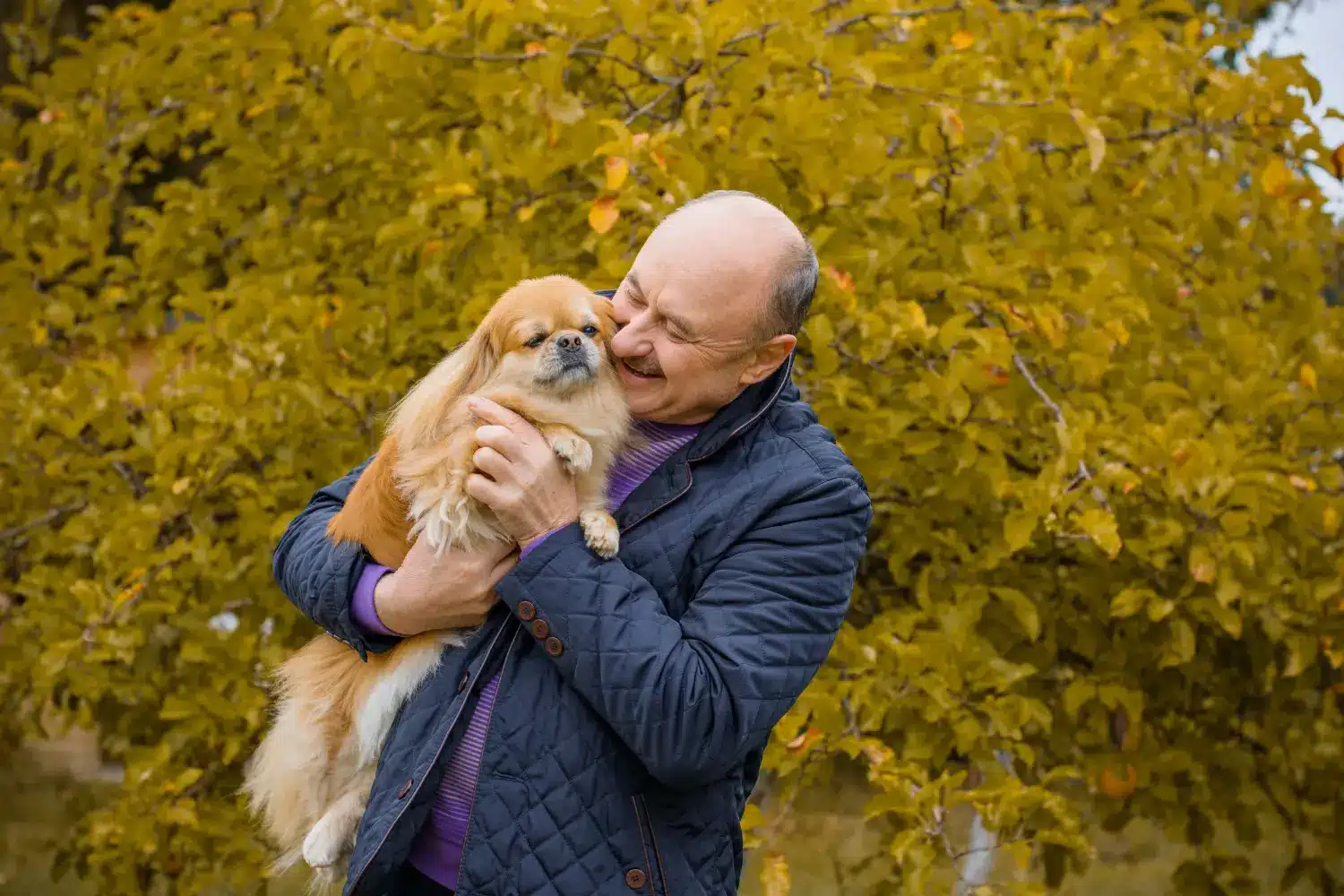 Pekingese - Bu köpek cinsine olan sevgim. Pekingese'leri neden seviyorum