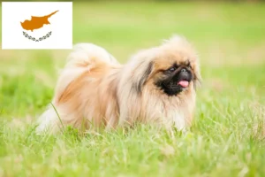 Read more about the article Kıbrıs’ta Pekinez yetiştiricileri ve yavru köpekler