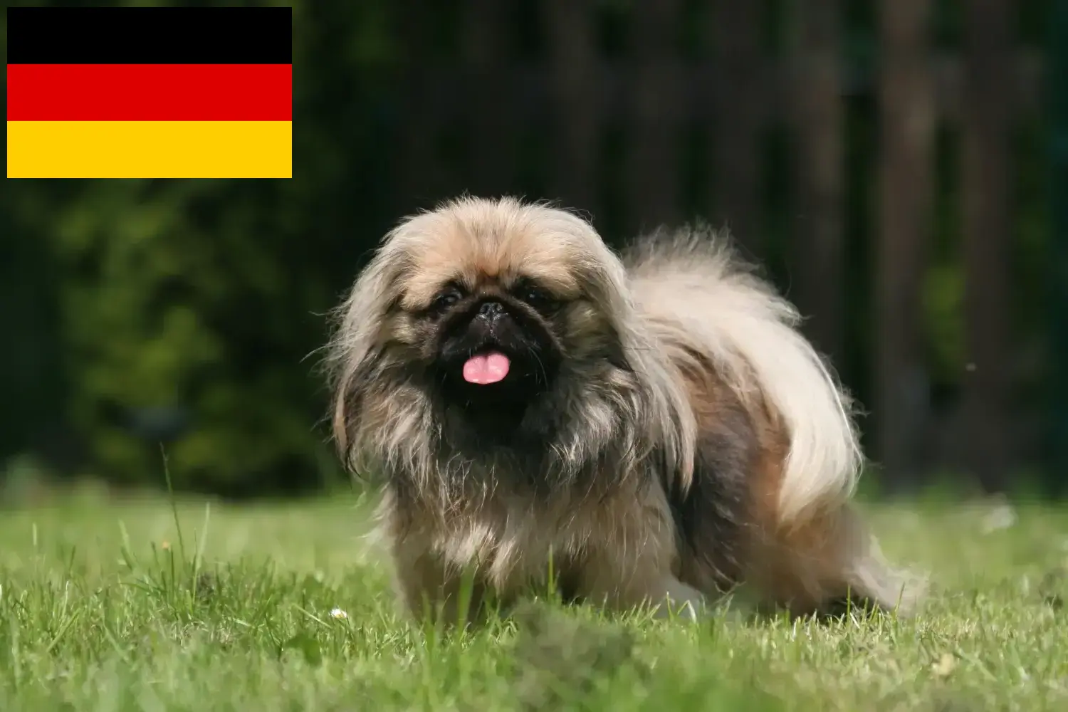 Pekingese yavruları ve yetiştiricileri Almanya Burada Almanya'daki Pekinez yetiştiricilerini bulabilirsiniz.