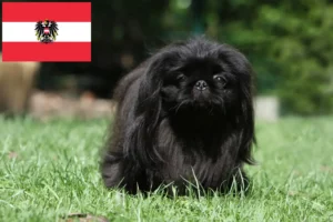 Read more about the article Avusturya’da Pekingese yetiştiricileri ve köpek yavruları