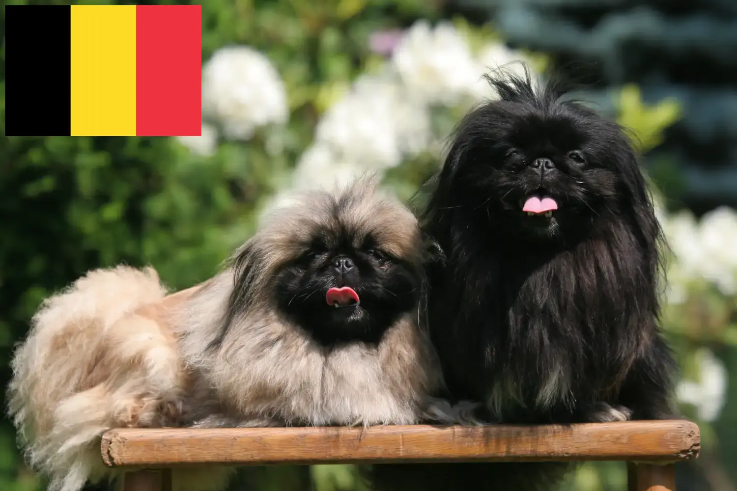 Read more about the article Belçika’da Pekinez yetiştiricileri ve köpek yavruları