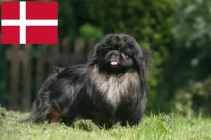 Read more about the article Danimarka’da Pekinez yetiştiricileri ve yavru köpekler