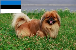 Read more about the article Estonya’daki Pekinez yetiştiricileri ve köpek yavruları