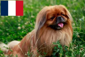 Read more about the article Fransa’da Pekinez yetiştiricileri ve yavru köpekler