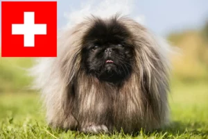 Read more about the article İsviçre’deki Pekinez yetiştiricileri ve köpek yavruları