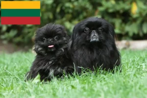 Read more about the article Litvanya’daki Pekingese yetiştiricileri ve köpek yavruları