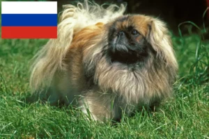 Read more about the article Rusya’daki Pekinez yetiştiricileri ve köpek yavruları